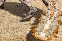 Nóng: Phát hiện loài khủng long "bọc giáp", trang bị vũ khí chém cực độc 