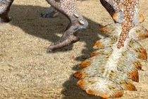 Nóng: Phát hiện loài khủng long "bọc giáp", trang bị vũ khí chém cực độc 