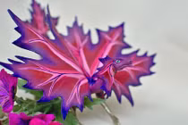 Tan chảy với những chú rồng nhí cực yêu 