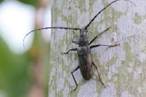 Điều bất ngờ ít ai biết về con xén tóc quen thuộc