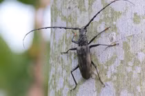 Điều bất ngờ ít ai biết về con xén tóc quen thuộc