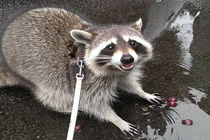 Tan chảy với ảnh loài gấu mèo tạo dáng cực yêu