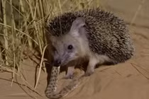 Điều ít biết về kẻ thù gây ám ảnh với các loài rắn