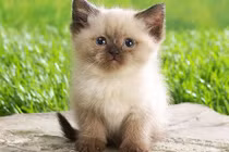 Sự thật mất vệ sinh về thế giới động vật 