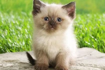 Sự thật mất vệ sinh về thế giới động vật 