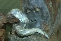 Xem các loài vật gồng mình rặn đẻ