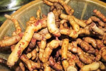 Bất ngờ với những khám phá khác về cây ba kích