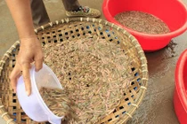 Khám phá cực thú vị về loài rươi đặc sản Việt Nam