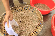 Khám phá cực thú vị về loài rươi đặc sản Việt Nam