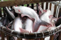 Bất ngờ những khám phá thú vị về cá ba sa