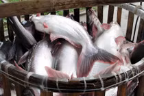 Bất ngờ những khám phá thú vị về cá ba sa