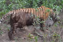 Kết quả không ngờ cuộc đụng độ hiếm giữa hổ và báo đốm