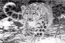 Khám phá thú vị về loài báo tuyết ít ai ngờ