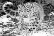 Khám phá thú vị về loài báo tuyết ít ai ngờ