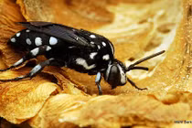 Khám phá gây kinh ngạc về thế giới loài ong (1) 