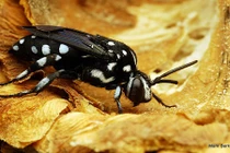 Khám phá gây kinh ngạc về thế giới loài ong (1) 