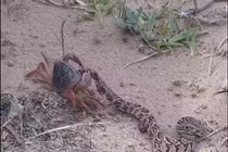 Khi trăn, rắn độc chết tức tưởi vì những đối thủ không ngờ