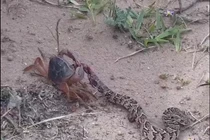 Khi trăn, rắn độc chết tức tưởi vì những đối thủ không ngờ