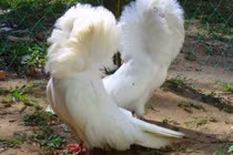 Loài bồ câu bờm như sư tử, dân chơi Việt “mê như điếu đổ“