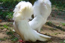 Loài bồ câu bờm như sư tử, dân chơi Việt “mê như điếu đổ“