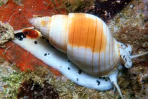 Giải mã về ốc bùn bóng chứa độc có ở biển Việt Nam