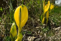 Những loài cây giết người kinh khủng nhất thế giới 