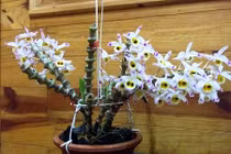 Khám phá “choáng” 7 loại lan rừng quý hiếm ở VN