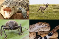 Những vụ phạm tội kỳ lạ liên quan đến động vật