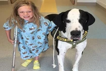 Cảm động chú chó làm “nạng di động” cho cô chủ nhỏ