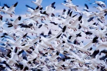 Những lần chuyển quân kinh khiếp của động vật