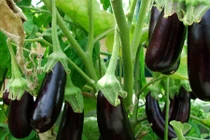 Thú vị những khám phá về “tiên dược” cà tím