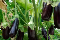 Thú vị những khám phá về “tiên dược” cà tím