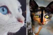 “Chết mê” với đôi mắt động vật đẹp tựa đá quý 