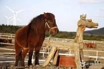 Điều ít biết về loài ngựa lùn đảo Jeju siêu lười nổi tiếng... "mê gái"