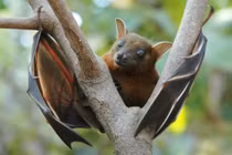 Khám phá cực thú vị về loài dơi 