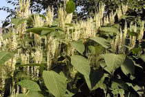 Khám phá loài cây là “ác mộng” với người làm vườn