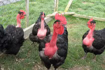 Bất ngờ về giống gà cổ rắn đang “hot rần rần” ở VN