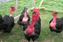 Bất ngờ về giống gà cổ rắn đang “hot rần rần” ở VN