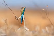 Ngắm bộ ảnh động vật hoang dã đã con mắt của Vijayan