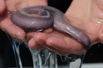 Quái vật biển siết chết kẻ thù bằng chất nhờn 