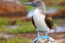 Khám phá thú vị về loài vịt biển “lòe loẹt” nhất