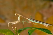 Thót tim những màn tỏ tình dụ kẻ thù của động vật 