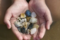 Khám phá về con chang chang chỉ có ở ĐBSCL