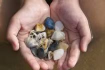 Khám phá về con chang chang chỉ có ở ĐBSCL