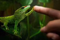 Những điều chưa biết về thế giới tắc kè gây kinh ngạc