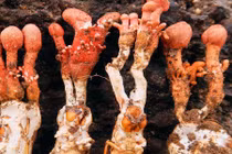 “Soi” nấm độc, rất giống nấm đông trùng hạ thảo ve sầu ở VN