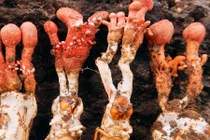 “Soi” nấm độc, rất giống nấm đông trùng hạ thảo ve sầu ở VN