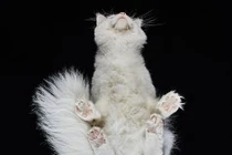 Hình ảnh khó tin nổi về bụng của loài mèo