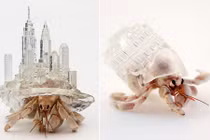 Những tòa lâu đài độc dị dành riêng cho cua ẩn sĩ