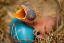 Ấn tượng siêu năng lực của trứng các loài chim 